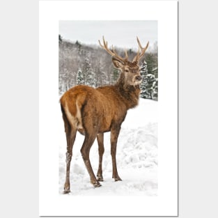 Red Deer Posters and Art